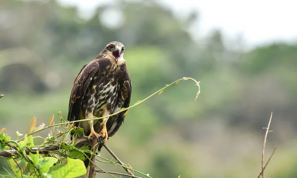 パナマ 彼のネイティブの生息地で獲物の鳥で未熟な一般的なブラック ホーク Buteogallus Anthracinus — ストック写真