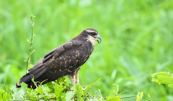 Falco Nero Comune Immaturo Buteogallus Anthracinus Panama Rapace Nel Suo — Foto Stock