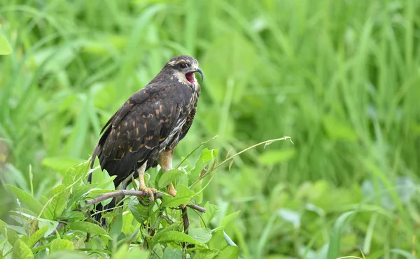 パナマ 彼のネイティブの生息地で獲物の鳥で未熟な一般的なブラック ホーク Buteogallus Anthracinus — ストック写真