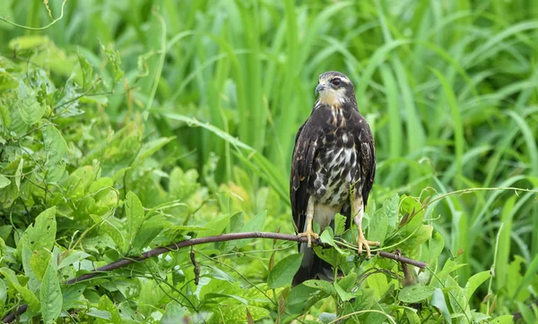 Immature common Black hawk (Buteogallus anthracinus) in Panama, bird of prey in his native habitat.