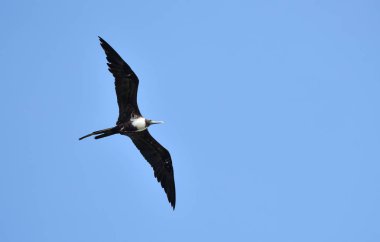 Kadın muhteşem Frigatebird, (Fregata magnificens) rüzgar akımları üzerinde uçan. Uçmak güçlü rüzgarla akımları her seferinde haftalarca harcıyor uçuş avcılık günün en su üzerinde.
