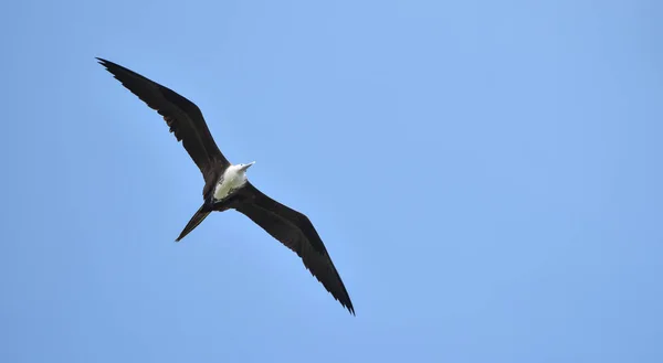 Female Magnificent Frigatebird, (Fregata magnificens) flying on wind currents.  Able to soar on wind currents for weeks at a time,  spends most of the day in flight hunting over water.