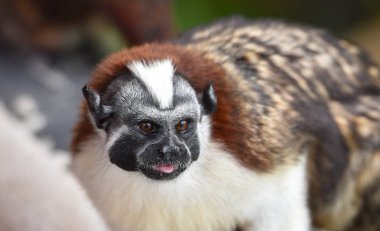 Geoffroy pembe maymun (Saguinus geoffroyi). Panama ve Kolombiya içinde bulunan küçük maymun türü. Ağırlıklı olarak siyah ve beyaz, kırmızımsı ense. Bu bizim tekne ev Panama Kanalı boyunca onun yağmur ormanlarında ziyaret. 