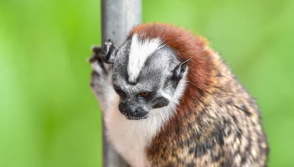 Tamarín Geoffroy Saguinus Geoffroyi Tipo Mono Pequeño Que Encuentra Panamá — Foto de Stock