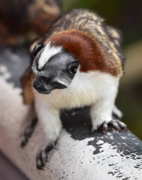 Tamarin Geoffroy Saguinus Geoffroyi Tipo Macaco Pequeno Encontrado Panamá Colômbia — Fotografia de Stock