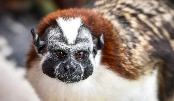 Geoffroy pembe maymun (Saguinus geoffroyi). Panama ve Kolombiya içinde bulunan küçük maymun türü. Ağırlıklı olarak siyah ve beyaz, kırmızımsı ense. Bu bizim tekne ev Panama Kanalı boyunca onun yağmur ormanlarında ziyaret. 