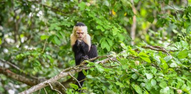 Ak başlı capuchin (Cebus capucinus). Aile Cebidae Alt familya Cebinae, bir ormanda Panama Kanalı boyunca yerel yuvasında maymunumla orta boy.
