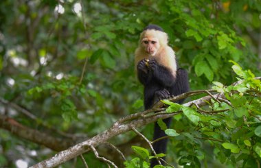 Ak başlı capuchin (Cebus capucinus). Aile Cebidae Alt familya Cebinae, bir ormanda Panama Kanalı boyunca yerel yuvasında maymunumla orta boy.