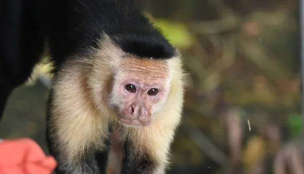 色相カプチン会 アカデミズム Capucinus 中型家族オマキザル科の亜科 Cebinae パナマ運河沿いのジャングルで彼のネイティブの家の猿 — ストック写真
