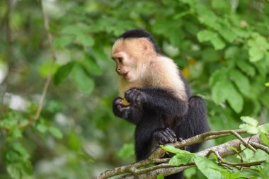 Ak başlı capuchin (Cebus capucinus). Aile Cebidae Alt familya Cebinae, bir ormanda Panama Kanalı boyunca yerel yuvasında maymunumla orta boy.