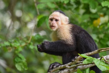 Ak başlı capuchin (Cebus capucinus). Aile Cebidae Alt familya Cebinae, bir ormanda Panama Kanalı boyunca yerel yuvasında maymunumla orta boy.