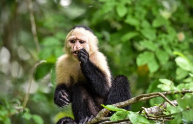Ak başlı capuchin (Cebus capucinus). Aile Cebidae Alt familya Cebinae, bir ormanda Panama Kanalı boyunca yerel yuvasında maymunumla orta boy.