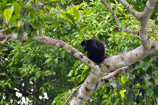 Μαύρο Ουρλάζων Μαϊμού Γένος Alouatta Μονοτυπικό Στην Υποοικογένεια Alouattinae Μία — Φωτογραφία Αρχείου