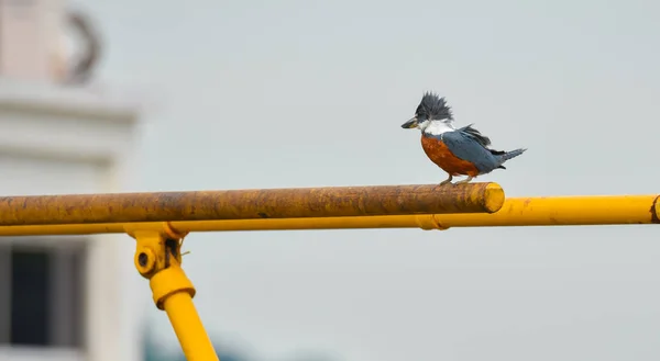 Halkalı Arası Kingfisher Kuşu Megaceryle Torquata Büyük Göze Çarpan Gürültülü — Stok fotoğraf