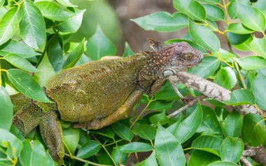 Sığınak güneşin ısı sığınıyor bir ağaç dalı üzerinde yeşil Iguana (Iguana iguana).