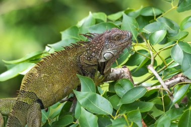 Sığınak güneşin ısı sığınıyor bir ağaç dalı üzerinde yeşil Iguana (Iguana iguana).