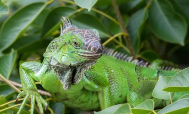 Sığınak güneşin ısı sığınıyor bir ağaç dalı üzerinde yeşil Iguana (Iguana iguana).
