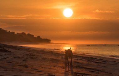 Altın Sunrise boş sahilde yalnız köpek. Yalnız bir köpek boş bir plaj erken sabah gündoğumu ishal..