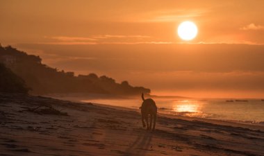 Altın Sunrise boş sahilde yalnız köpek. Yalnız bir köpek boş bir plaj erken sabah gündoğumu ishal..