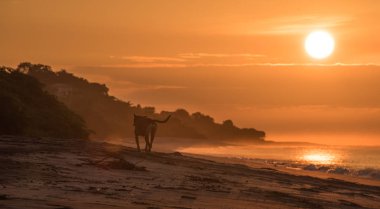 Altın Sunrise boş sahilde yalnız köpek. Yalnız bir köpek boş bir plaj erken sabah gündoğumu ishal..