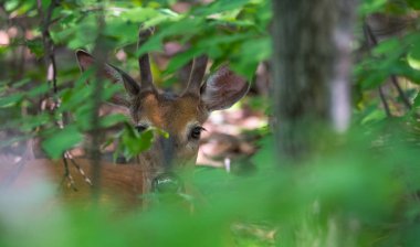 Young buck, beyaz kuyruklu geyik bırakır ve bir bahar orman zemininde poz gibi görünüyor.