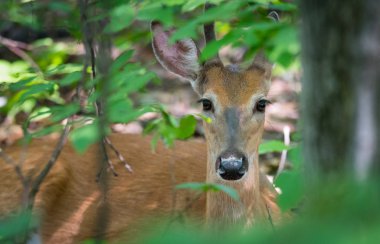 Young buck, beyaz kuyruklu geyik bırakır ve bir bahar orman zemininde poz gibi görünüyor.