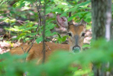 Young buck, beyaz kuyruklu geyik bırakır ve bir bahar orman zemininde poz gibi görünüyor.