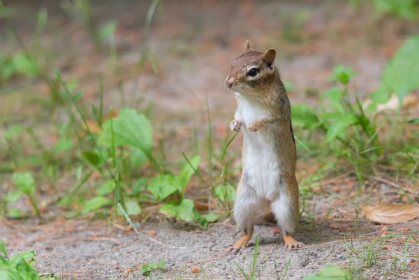 Eastern Chipmunk standing up on her hind legs.  Small Eastern (Tamias) chipmunk stands up on her hind legs to a get a better view.