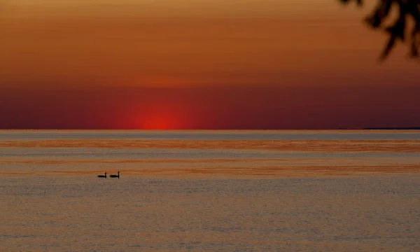 Jumelage Bernaches Canada Sur Lac Ontario Alors Que Soleil Couche — Photo