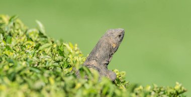Büyük siyah manikürlü bir çalı üzerine kendini sunning Iguana (Ctenosaura similis) bekler böcekler aralığı içinde gelmek için.