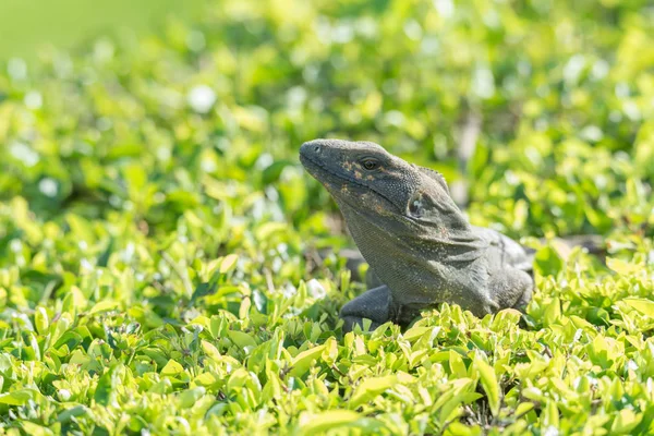 Gran Iguana Negra Ctenosaura Similis Tomando Sol Encima Arbusto Bien —  Fotos de Stock