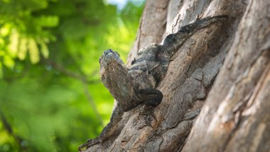 Büyük siyah bir ağaç gövdesinde kendini sunning Iguana (Ctenosaura similis).
