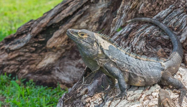 Gran Iguana Negra Ctenosaura Similis Tomando Sol Sobre Tronco Árbol —  Fotos de Stock