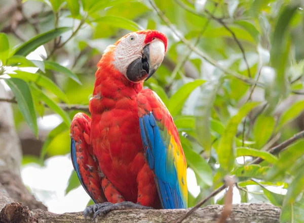 Arara Escarlate Ara Macao Grande Papagaio Vermelho Amarelo Azul América — Fotografia de Stock