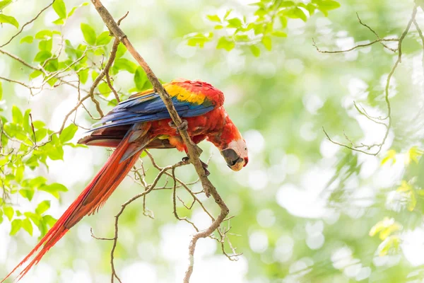 Ara Arakanga Ara Macao Velký Papoušek Červené Žluté Modré Střední — Stock fotografie