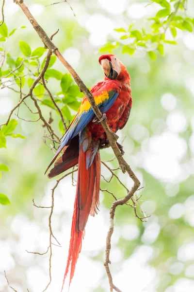 Scarlet Amerika Papağanı Ara Macao Büyük Kırmızı Sarı Mavi Orta — Stok fotoğraf