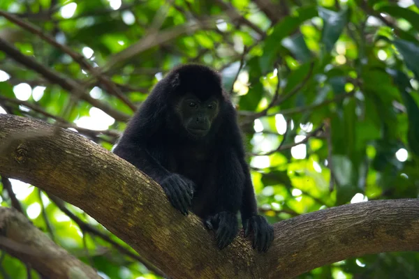 黒ホエザル ホエザル亜科 Alouattinae 最大級の単型属彼の生息地の熱帯雨林の枝にかかっている新しい世界猿の — ストック写真
