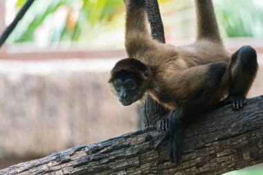 Geoffroy örümcek maymun (Ateles geoffroyi), Aka kara teslim örümcek maymun ağacının gövde.