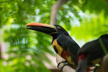 Yakalı aracari (Pteroglossus torquatus) toucan.