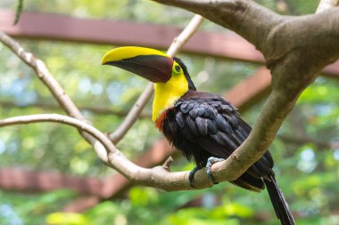 Kosta Rika kestane mandibled veya Swainsons tukan (Ramphastos ambiguus swainsonii) dayalı. Sarı gerdanlı toucan alt türü.