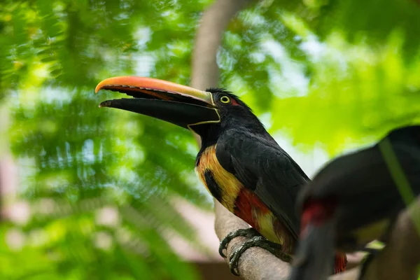 Ошейниковый Аракари Pteroglossus Torquatus Toucan — стоковое фото