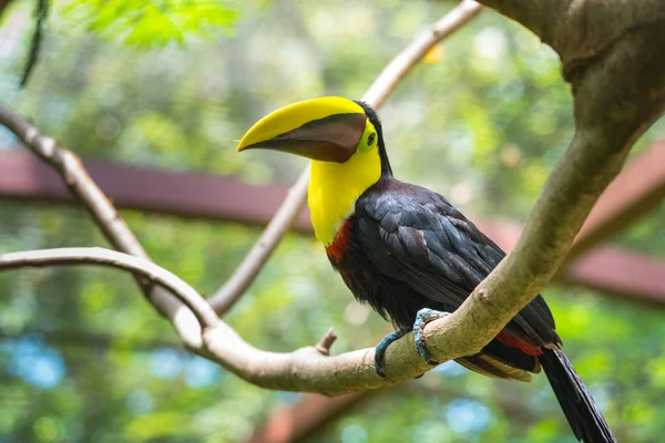 Kostaryki Podstawie Kasztan Mandibled Lub Swainsons Toucan Ramphastos Ambiguus Swainsonii — Zdjęcie stockowe