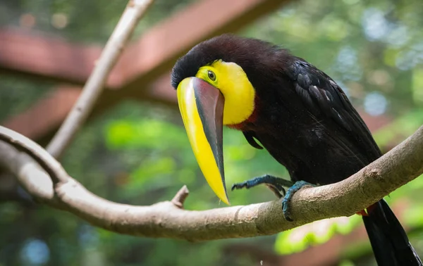 Castaño Con Base Costa Rica Mandíbula Swainsons Tucán Ramphastos Ambiguus — Foto de Stock