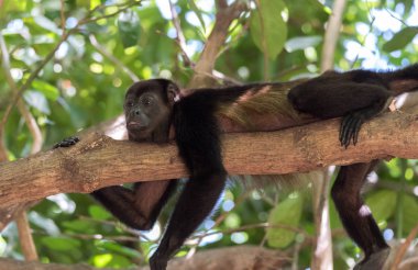 Siyah uluyan maymun, cins Alouatta alt Alouattinae, en büyük monotypic Yeni Dünya maymunları bir şube onun yaşam alanı yağmur ormanlarında dayanmaktadır. 