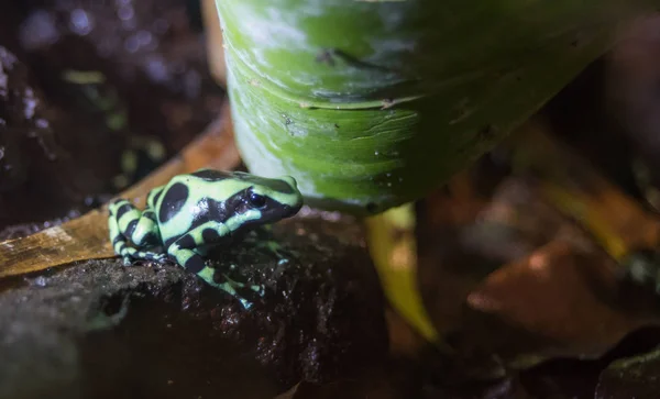 Zielony Czarny Poison Drzewołaz Złocisty Dendrobates Auratus Jego Środowisku Rehab — Zdjęcie stockowe