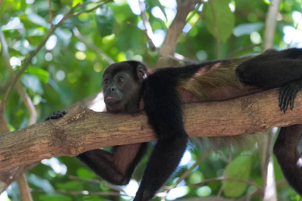 黒ホエザル ホエザル亜科 Alouattinae 最大級の単型属彼の生息地の熱帯雨林の枝にかかっている新しい世界猿の — ストック写真