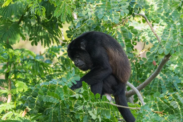 Černá Kiks Opice Rodu Alouatta Monotypický Podčeledi Alouattinae Jeden Největších — Stock fotografie