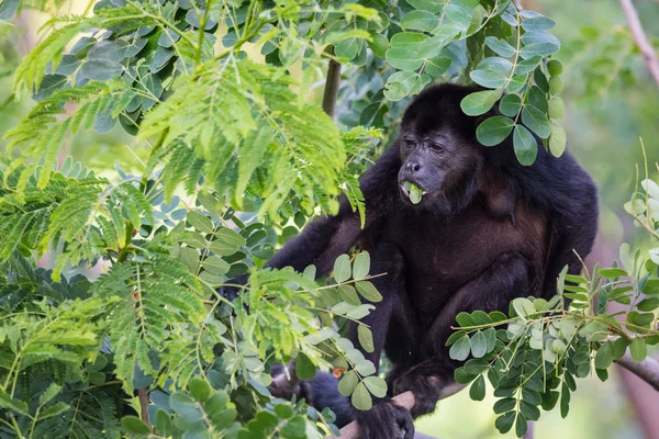 黒ホエザル ホエザル亜科 Alouattinae 最大級の単型属新世界さるの彼の生息地の熱帯雨林に食物をあさって — ストック写真