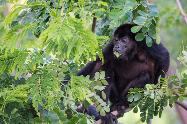 Обезьяна Чёрный Вой Род Alouatta Monotypic Подсемействе Alouattinae Одна Крупнейших — стоковое фото