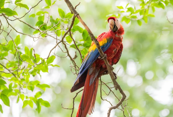 Scarlet Amerika Papağanı Ara Macao Büyük Kırmızı Sarı Mavi Orta — Stok fotoğraf